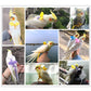 Adjustable Bird Harness Leash Set