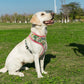 Nylon Printed Harness