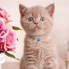 Crystal Pendant Pet Collar